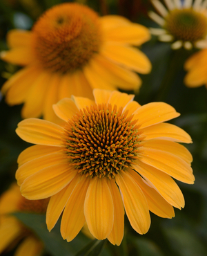 Sombrero® Granada Gold Coneflower, Echinacea, Echinacea 'Balsomold'